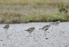 Pacific golden plover102991.jpg